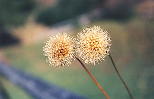 lorenzodemartin_gemelliinfiore