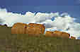 ettoremenia_fienagione
